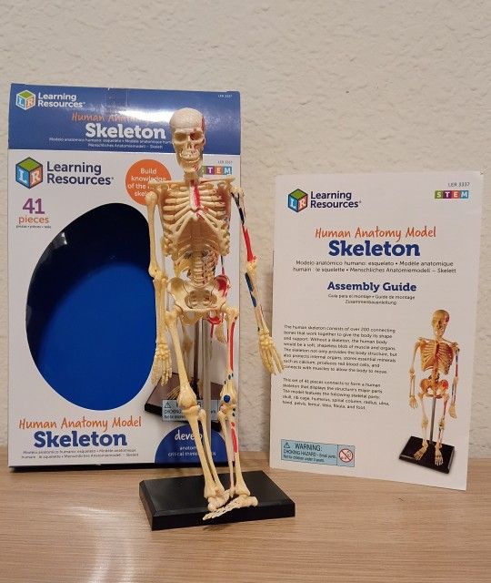 Human anatomy model (Mr bones) great condition