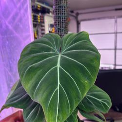 Philodendron gloriosium