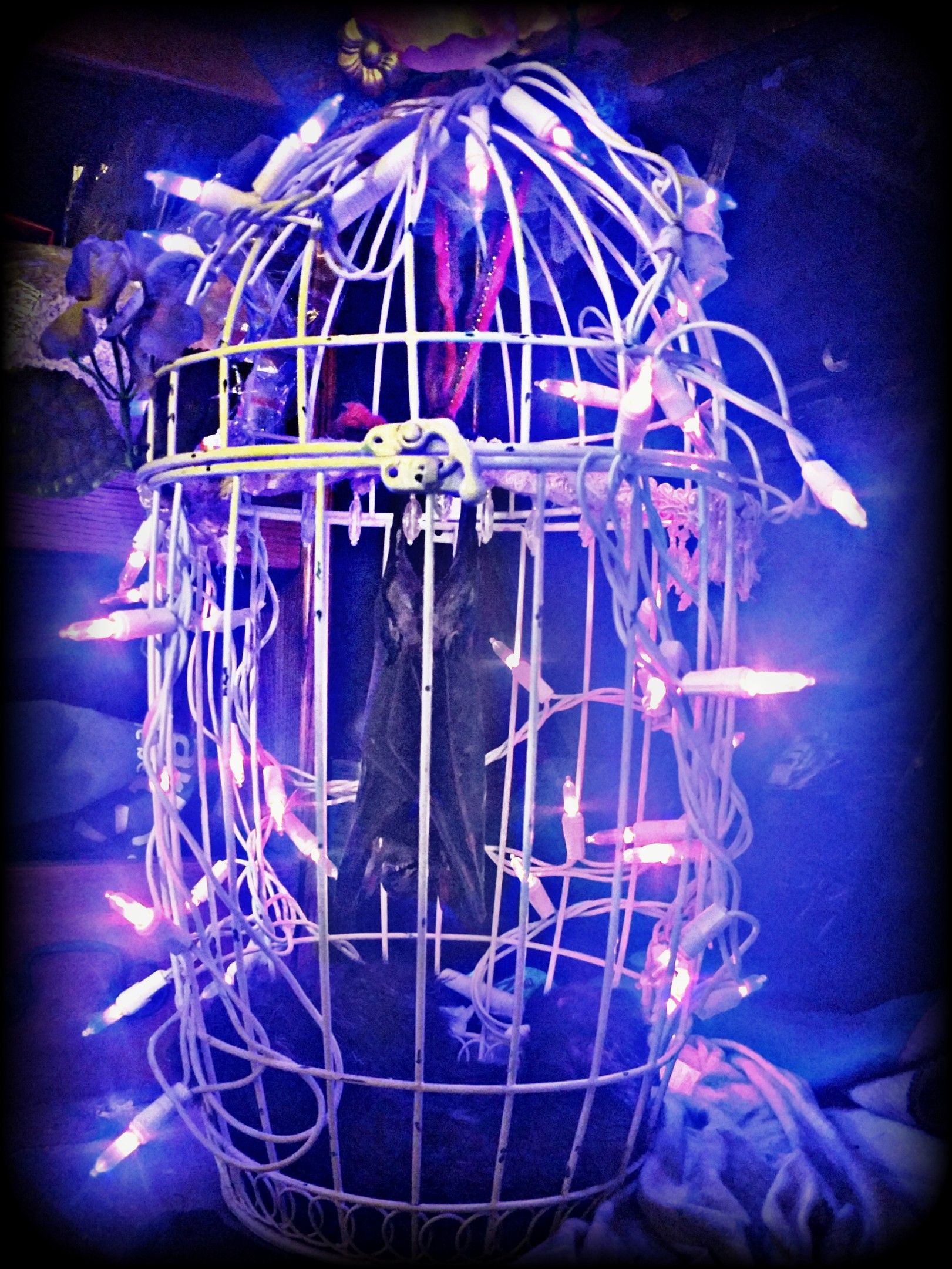 Sphinx bat in a cage with lights. Curiosities.