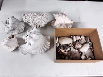 Seashell Collection – Conch Shells, Coral & Assorted Shells
