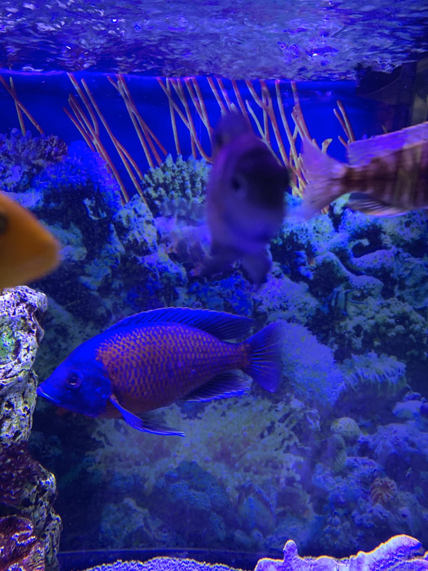 African cichlids fish