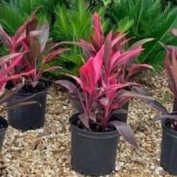 Ti Plants