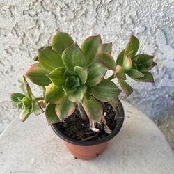 4 Inch Pot Succulent Plant - Aeonium Haworthii Variegated - Kiwi Verde - Pinwheel - Rooted & Established - Drought Resistant 🪴 