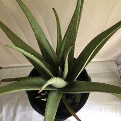 Aloe
