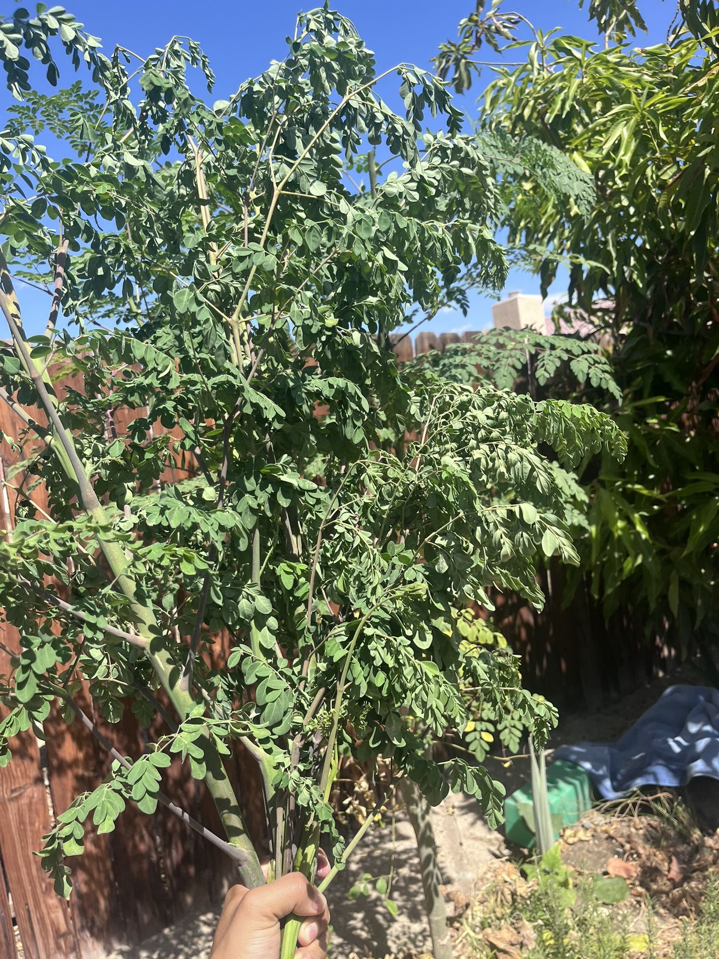 Organic Moringa For Tea (fresh)