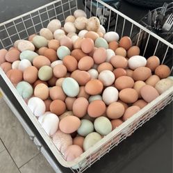 Eggs For Sale