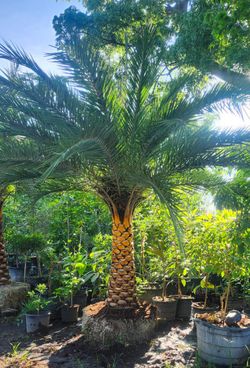 Beautiful Sylvester palm tree 5ft $1000🌴