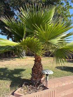 Fan Palm Tree – Established Outdoor Plant