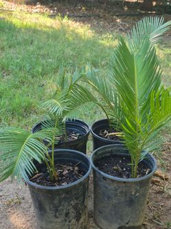 Plantas