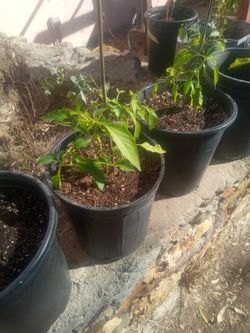 Peppers 