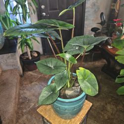 2ft Tall Alocasia Wentii In New 8in Ceramic Pot With Stones 