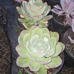Echeverias & Succulent 