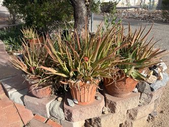 Large Aloe Vera in Terra Cotta Pots
