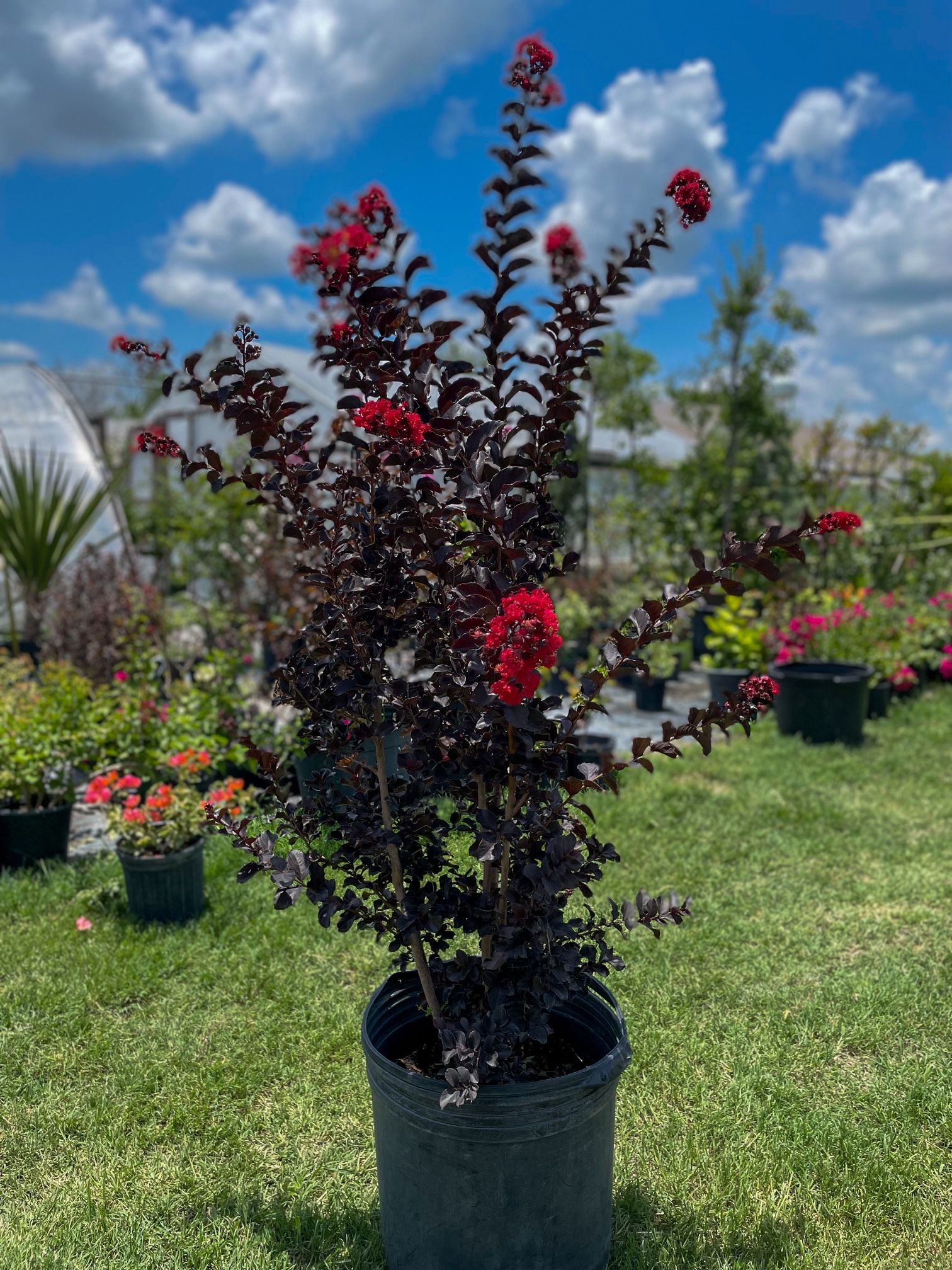 Crepe-myrtle / Crespon Arbol