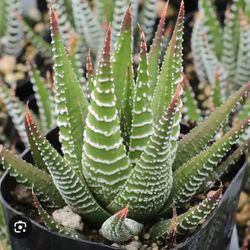 Succulent Plants in COVINA 