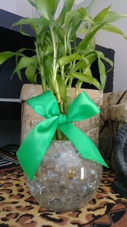 LIVE PLANT GIFT