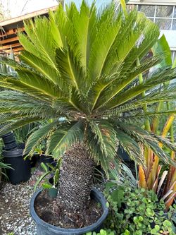 Sago Palm