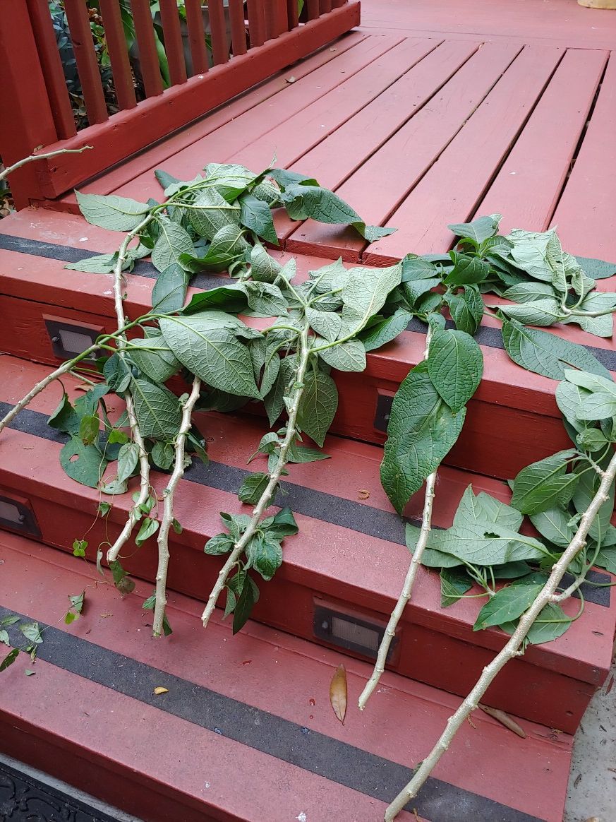 Trumpet Angel cuttings. 3.00 each