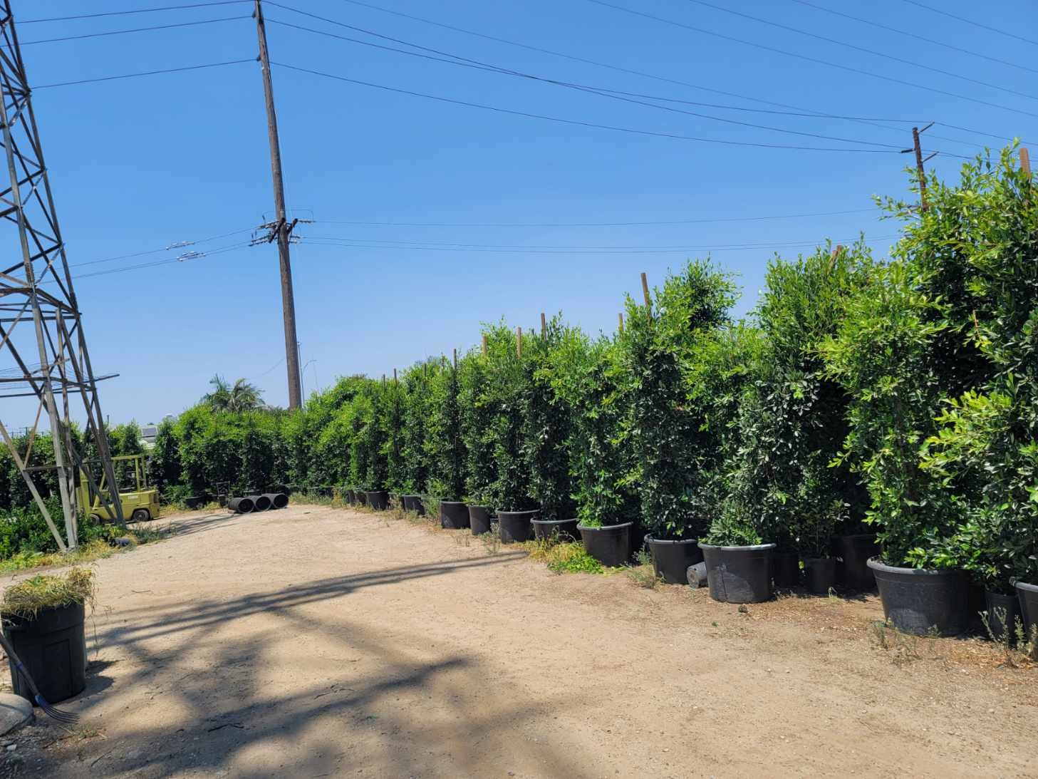 Ficus Nitida In 24’ Gallon