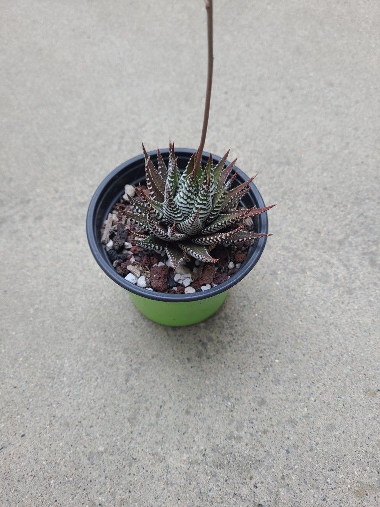 Succulent Haworthia