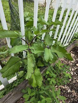 Leaf Of Life