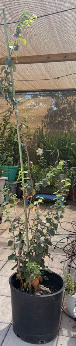 Quince tree with pot
