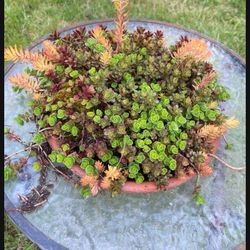 Gorgeous Sedum/succulent  Display In Clay Saucer