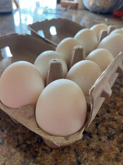 Duck Eggs
