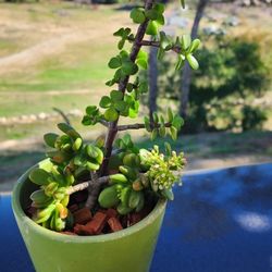 Indoor outdoor always green low maintenance.