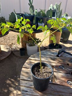 Planta de tomatillo