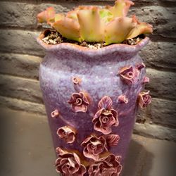 Echeveria Curls Succulent in Ceramic Pot