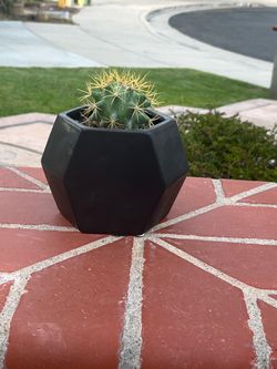 Cactus