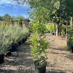 Ficus Nítida