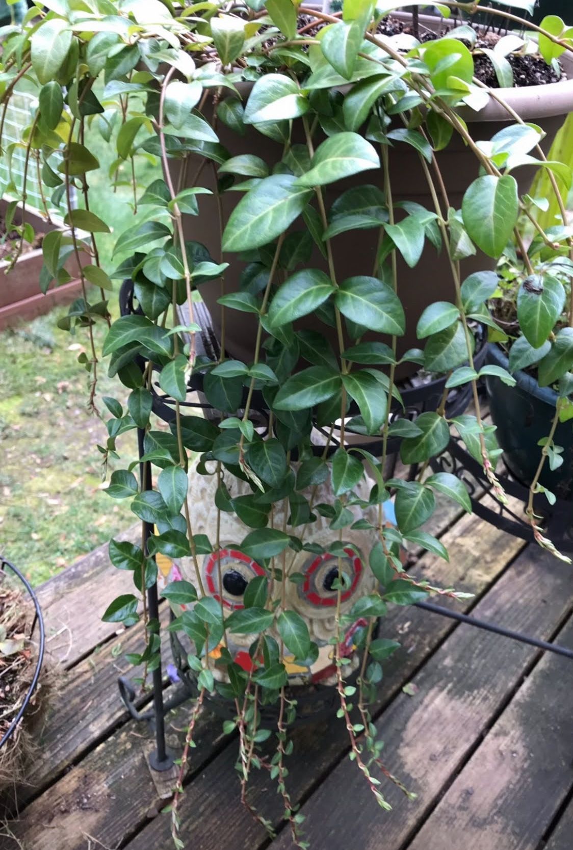 Periwinkle Vinca-Vine Perennial Plant, Ground Cover, Basket Filler.