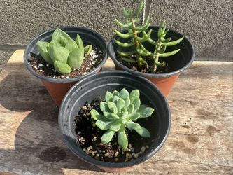 Succulents 