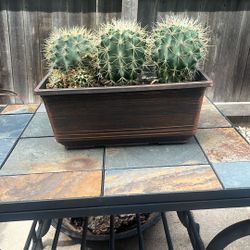 3, 7 Year Old Barrel Cacti