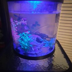 Small Fish Tank With Fish And Accessories 