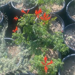 Orange honeysuckle