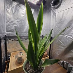Snake Plant