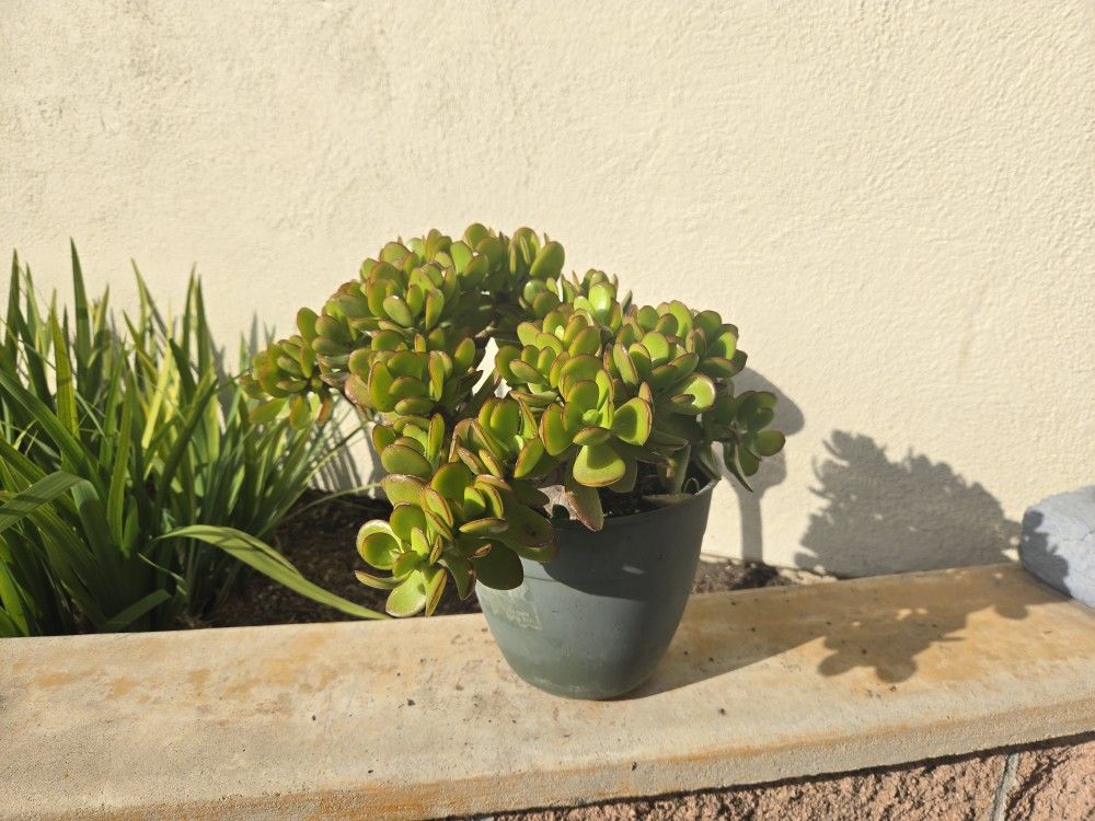 Jade Succulent Plant 