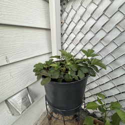 Strawberry Plants