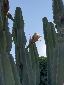Apple cactus 🌵 beautiful white flowers . Have small ones in pots ready for you to plant. Will grow very tall if you let it. 10$ each pot