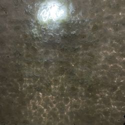 White flower Backdrop