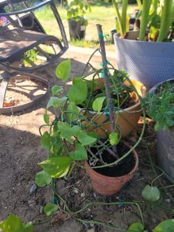 Photos Green Plant