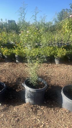 Palo verde thornsless