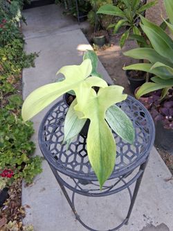 Philodendron Florida GHOST MINT Plant $30