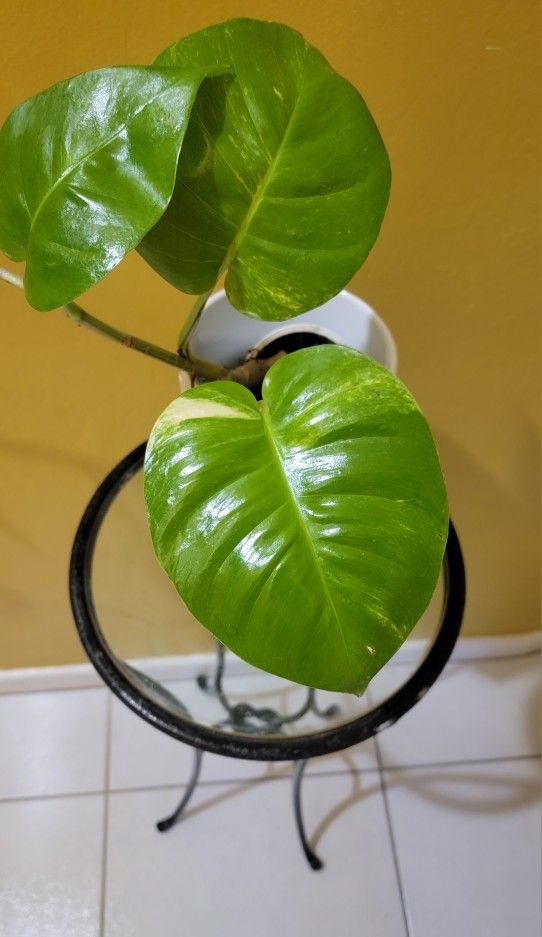 Giant Pothos