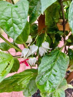 Bleeding heart vine