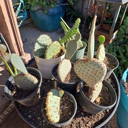 Prickly Pear Cactus  $4 To $10 Each