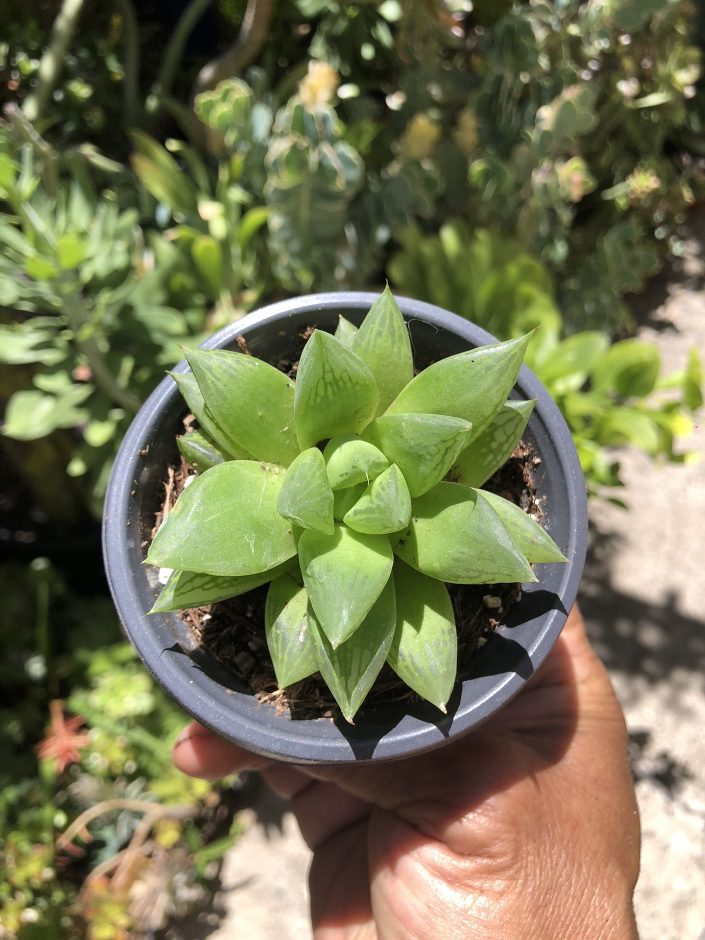 Haworthia Succulent Plant